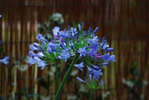 agapanthus jardin Jardineria Botania