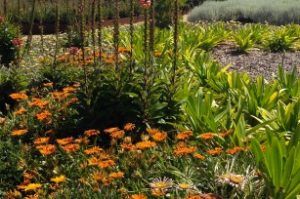 flores de jardineria