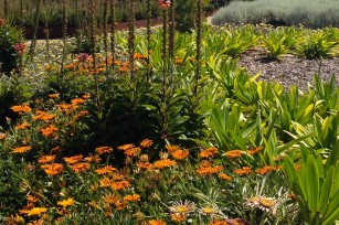 flores de jardineria