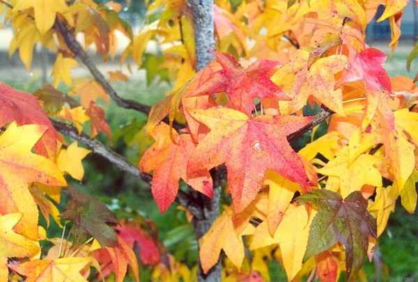 hojas del liquidambar