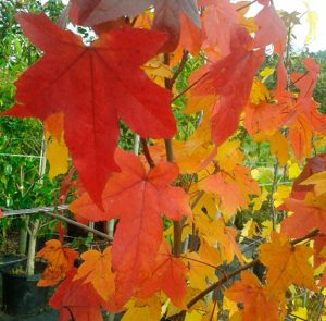 Les liquidambars son plantes de tardor de baix manteniment molt conegudes.